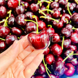 Washington Santina Red Cherry Washington Santina Red Cherry