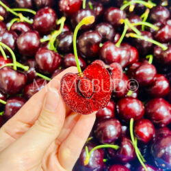 Washington Santina Red Cherry cross section Washington Santina Red Cherry cross section