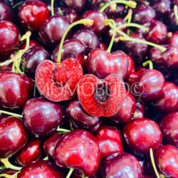 Washington Santina Red Cherry cross section Washington Santina Red Cherry cross section