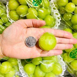 Japanese Okayama Seto Giants Grapes size