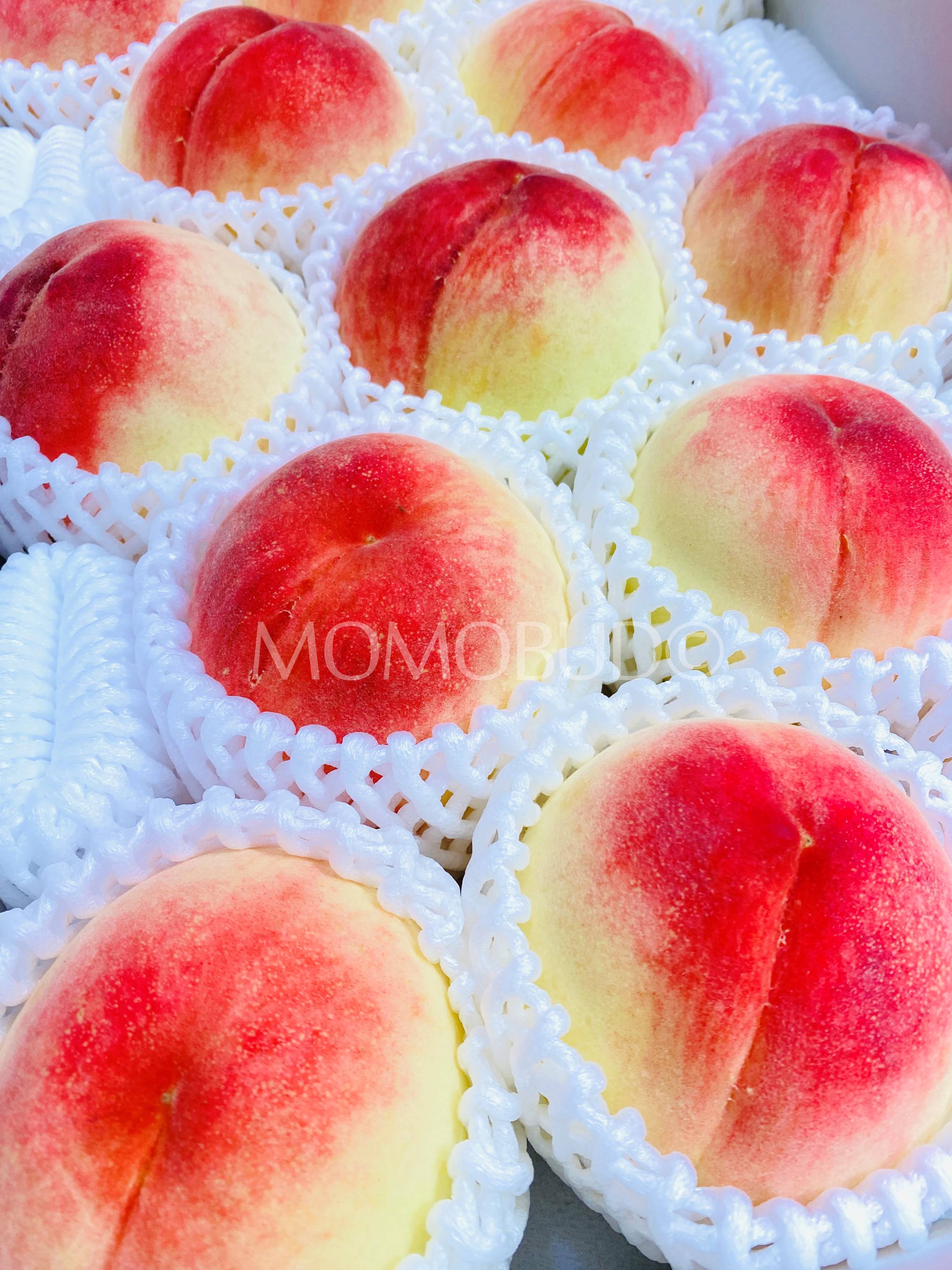 Japanese Wakayama Hakuhou White Peach — MomoBud