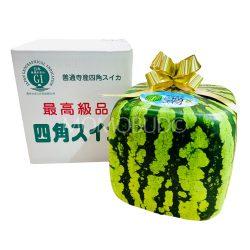 Japanese Zenstuji Square Watermelon Gift Box
