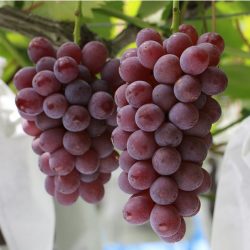 King Delaware Grapes on tree