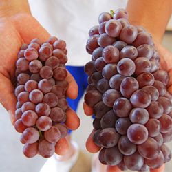 King & Normal Delaware Grapes Size Comparison