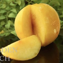 Japanese Golden Peach