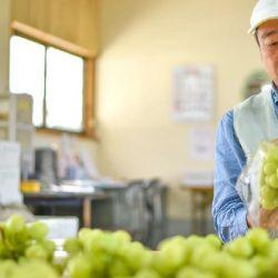 Seto Giants Grapes Packaging