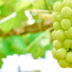 Seto Giants Grapes on vine