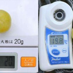 Seto Giants Grapes sugar content and weight