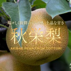 Akibae Pear