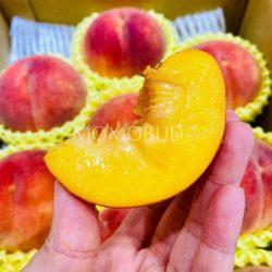 Japanese Kinrara no Kiwami Golden Peach slices