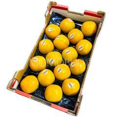 Spain Maxim Persimmon Box