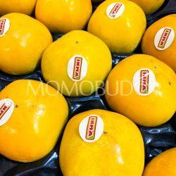 Spain Maxim Persimmons