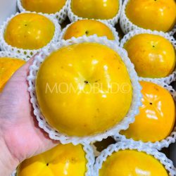 Japanese Ehime Taishu Persimmon