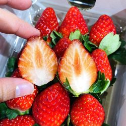 Japanese Ibaraki Ichigokko Strawberry 2
