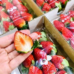 Japanese Ibaraki Ichigokko Strawberry