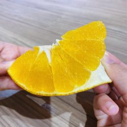 Japanese+Benimadonna+Orange+slice