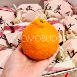 China Red Beauty (Hong Mei Ren) Orange