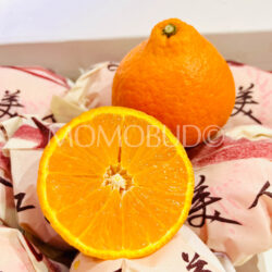 China Red Beauty (Hong Mei Ren) Orange cross section 1