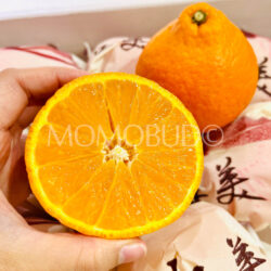China Red Beauty (Hong Mei Ren) Orange cross section