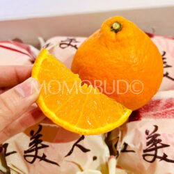 China Red Beauty (Hong Mei Ren) Orange slice