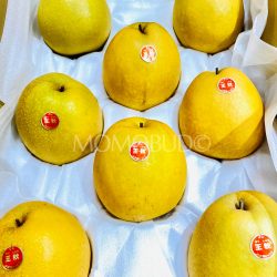 Japanese Tottori Oushuu Pears 1 Japanese Tottori Oushuu Pears 1