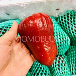 Taiwan Jambu Taiwan Jambu