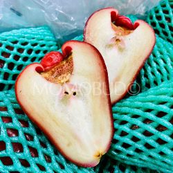 Taiwan Jambu cross sections Taiwan Jambu cross sections