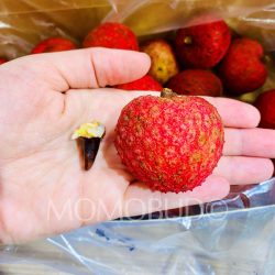 Australian Kaimana Lychee seed