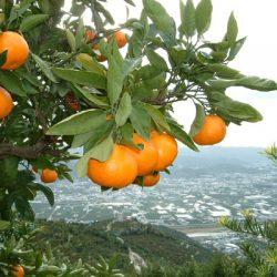 Wakayama Saishoku Kajitsu Mikan Tree