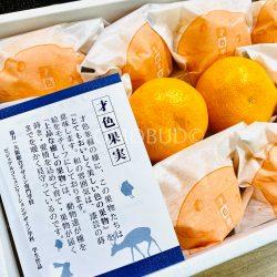 Wakayama Saishoku Kajitsu Mikan brochure
