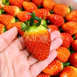 Korean Maehyang Strawberry