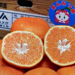 Anmistsuhime Mikan cross section