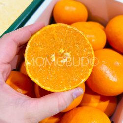 Japanese Hamasaki Mikan (Mandarin Orane) cross section