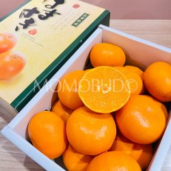 Japanese Hamasaki Mikan (Mandarin Orane) cross section