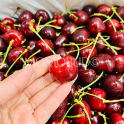 Penguin Sweetheart Red Cherry Penguin Sweetheart Red Cherry