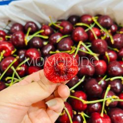 Penguin Sweetheart Red Cherry cross section Penguin Sweetheart Red Cherry cross section