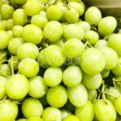 Australia LunaFresh Premium Sweet Globe Green Seedless Grapes