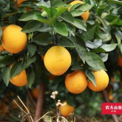 China Nongfu Spring 17.5° Oranges on tree