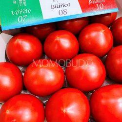 Japanese Kochi Bianco 08 Sugar Tomatoes