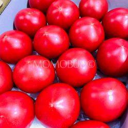 Japanese Kochi Bianco 08 Sugar Tomatoes