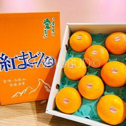 Japanese Ehime Benimadonna Orange Gift Box (3kg) Orange Box 1
