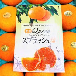 Japanese Ehime Queen Splash Mandarin Orange brochure front