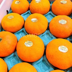 Japanese Ehime Queen Splash Mandarin Oranges