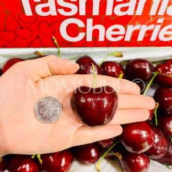 Tasmanian Tamara Red Cherry size comparison 38mm+