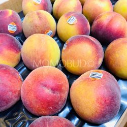 Temhem Orchards Yellow Peaches