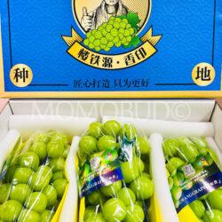 China Premium LouTieYuan Shine Muscat Grapes Box (2.5kg)