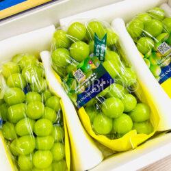 China Premium LouTieYuan Shine Muscat Grapes bunches