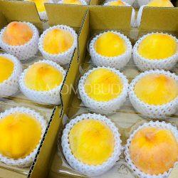Japanese Yamanashi Ougontou Yellow Peaches 1