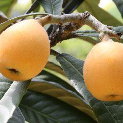 Boshu Obusa Biwa (Loquat) Tree