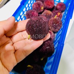 China Dong Kui Chinese Bayberry